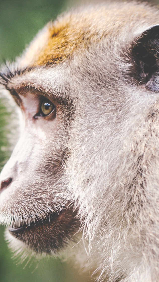 1806 Animal Wilderness Zoo Monkey